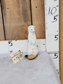 White Weasel Taxidermy Mount