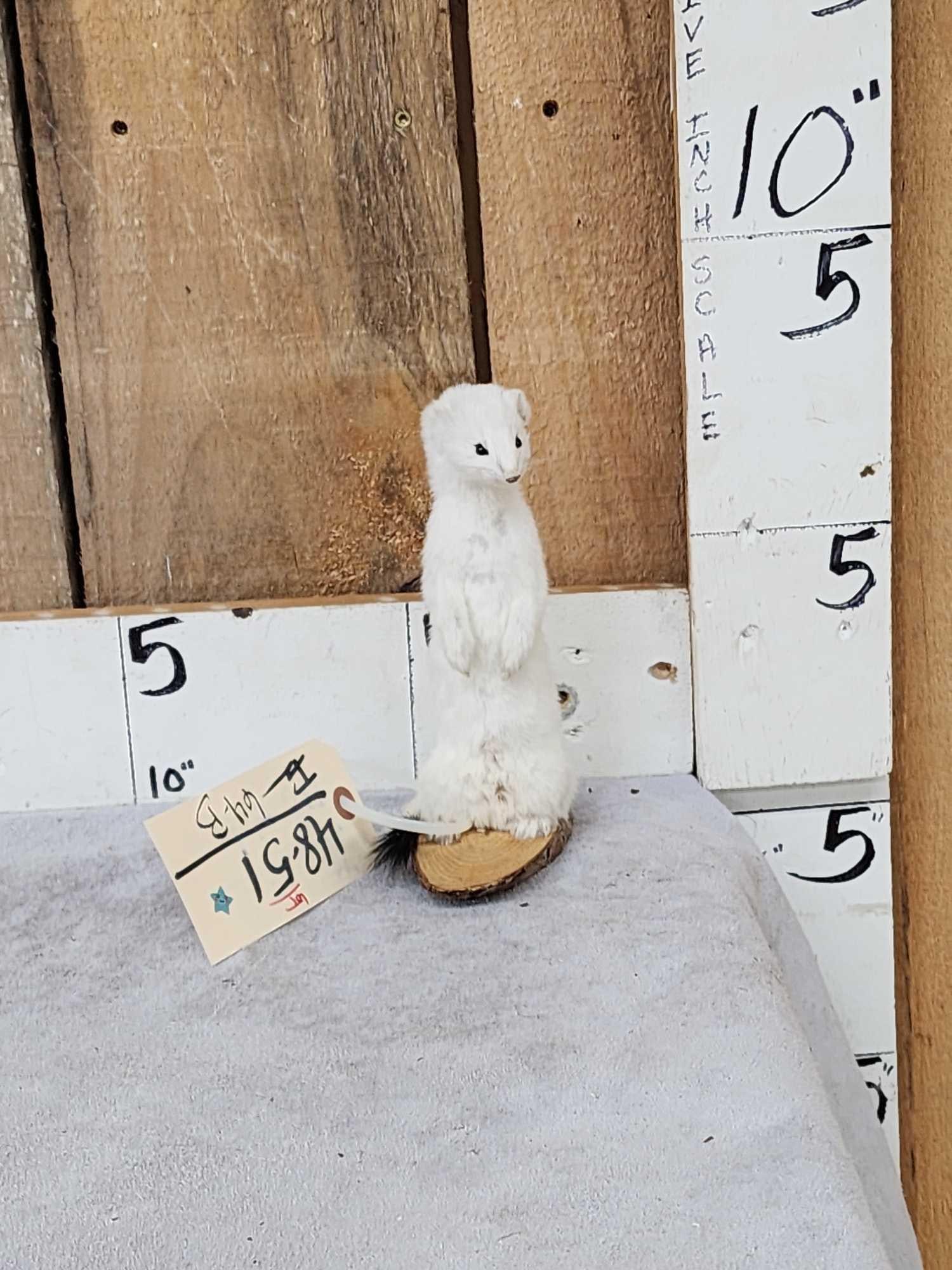 White Weasel Taxidermy Mount (1 of 5)