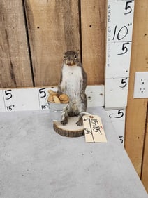 Squirrel Gathering Nuts Taxidermy
