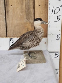 Silver Teal Full Body Bird Taxidermy