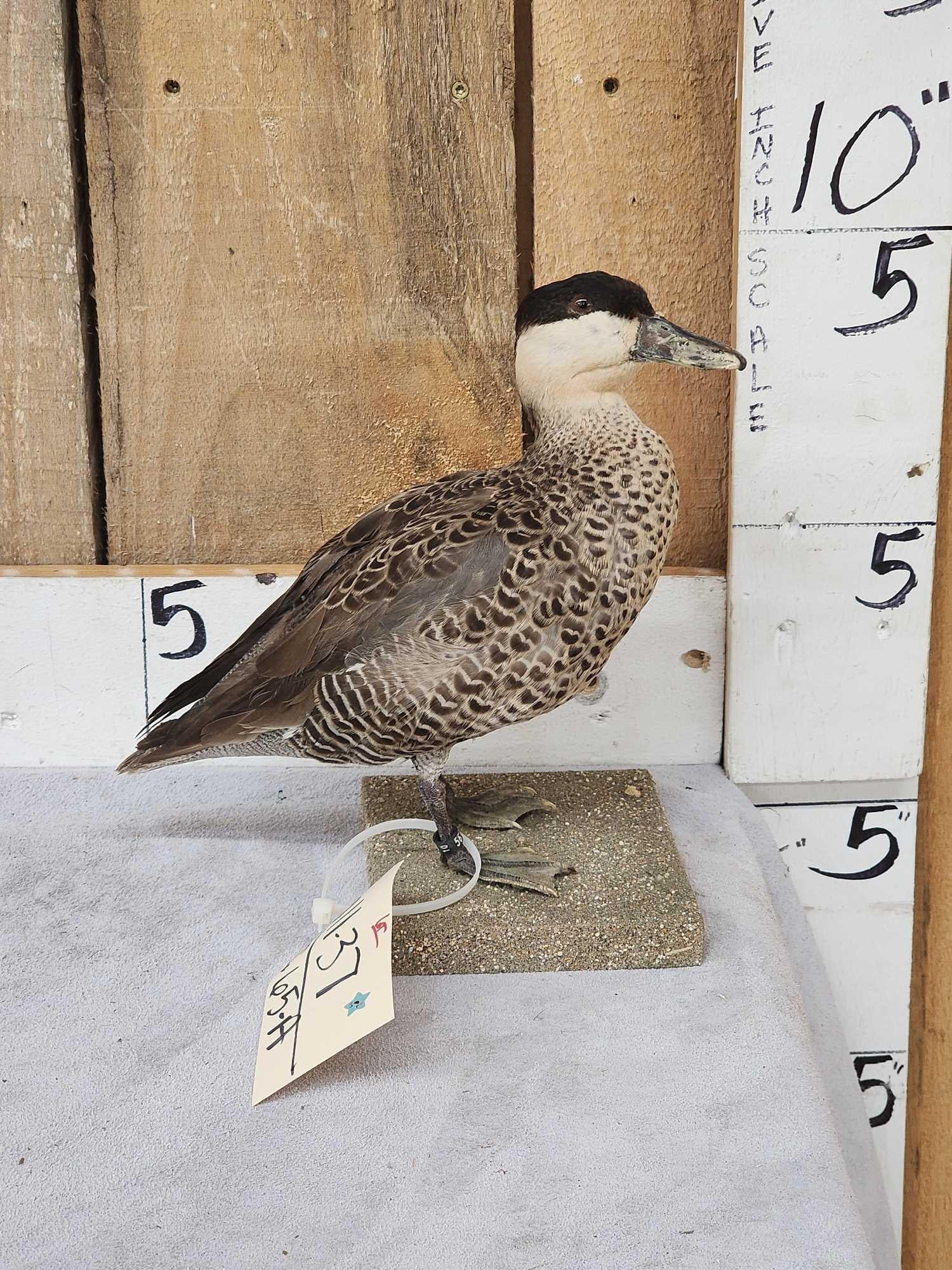 Silver Teal Full Body Bird Taxidermy: 11.37 This is a female specimen Nicely done mount South America