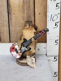 Rock & Roll Squirrel Playing Guitar Taxidermy
