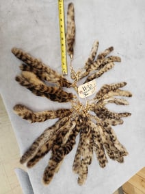 30 African Civet Tall Key Chains Taxidermy