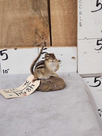 Chipmunk Full Body Taxidermy Mount