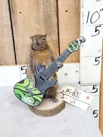 Rock & Roll Squirrel Playing Guitar Taxidermy
