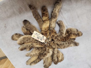 30 Alaskan Lynx Tail Keychains Taxidermy
