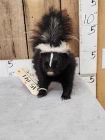 Skunk Full Body Taxidermy Mount