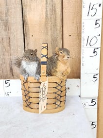 2 Squirrels In A Basket Taxidermy