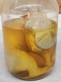 Vintage Wet Specimen Deformed Piglet