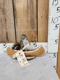 Squirrel In A Birch Bark Canoe Taxidermy