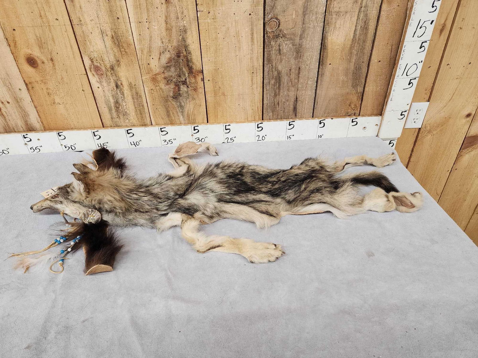 Native American Decorated Coyote Tanned Fur (1 of 4)