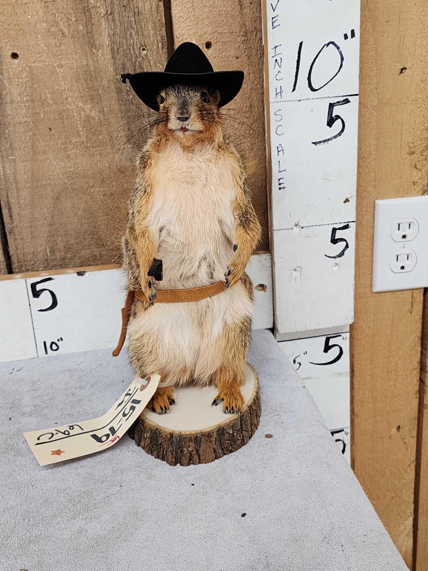 Sheriff Squirrel Taxidermy (1 of 3)
