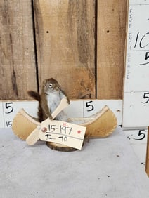 Squirrel In A Birch Bark Canoe Taxidermy