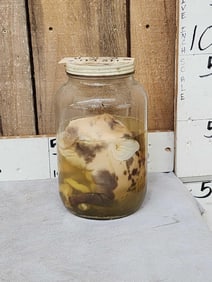 Vintage Specimen Stillborn Deformed Piglet