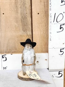 Sheriff Squirrel Taxidermy