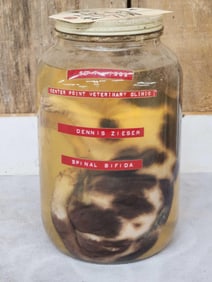 Vintage Wet Specimen Deformed Piglet