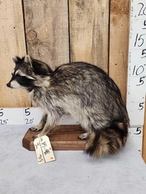 Raccoon Full Body Taxidermy Mount