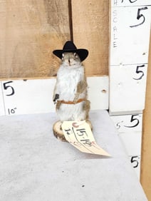 Sheriff Squirrel Taxidermy