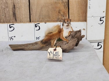 Pine Squirrel Relaxing On Driftwood Taxidermy