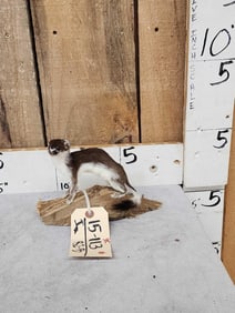 Color Phase Weasel Taxidermy Mount