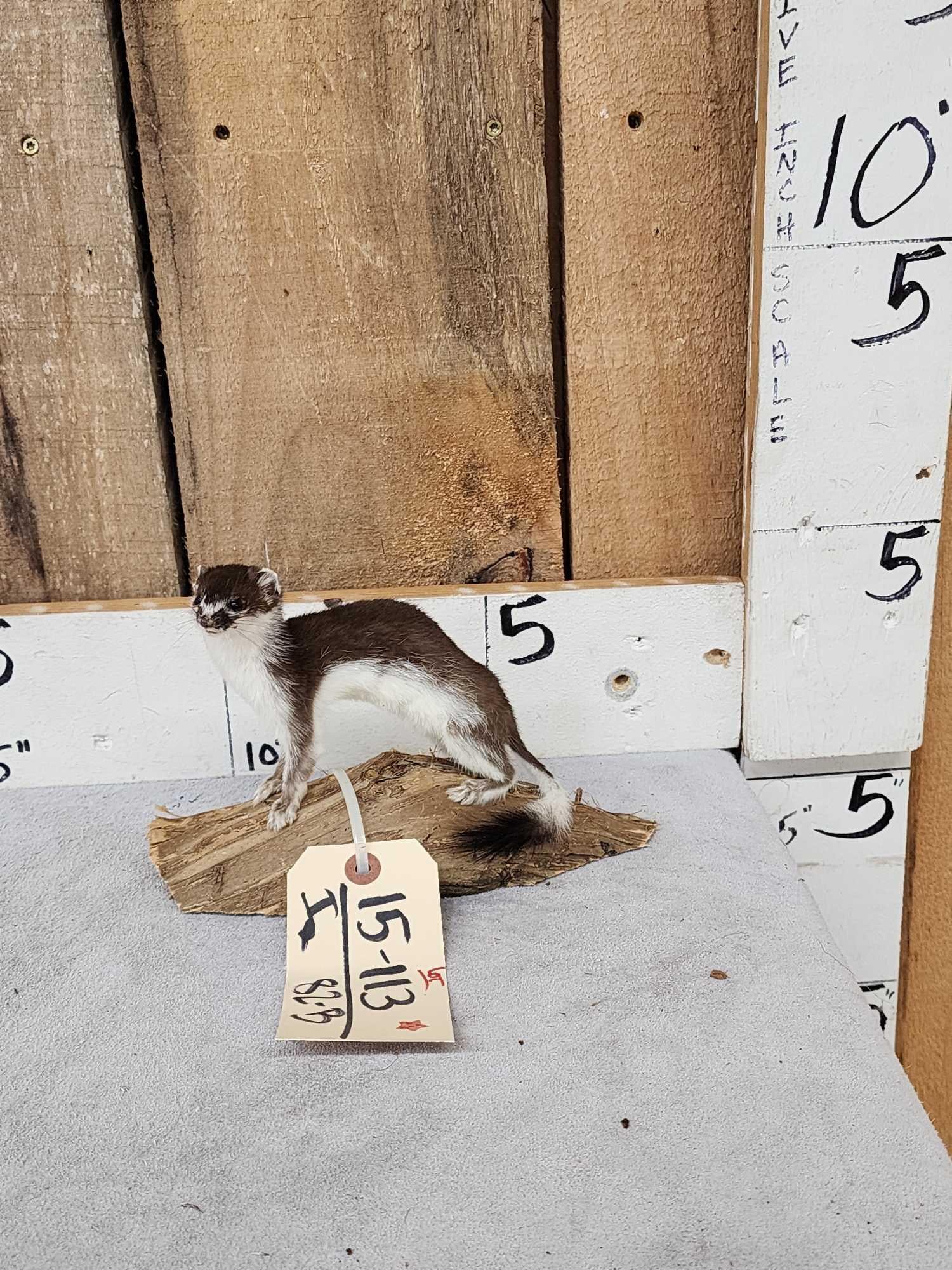 Color Phase Weasel Taxidermy Mount (1 of 3)