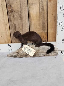 Mink Full Body Taxidermy Mount