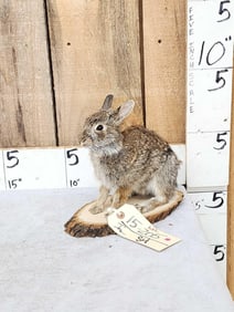 Bunny Rabbit Full Body Taxidermy Mount