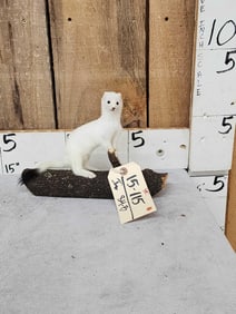 White Weasel Taxidermy
