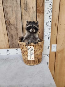 Raccoon Raiding A Trash Can Taxidermy