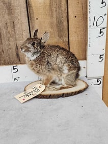 Bunny Rabbit Full Body Taxidermy Mount