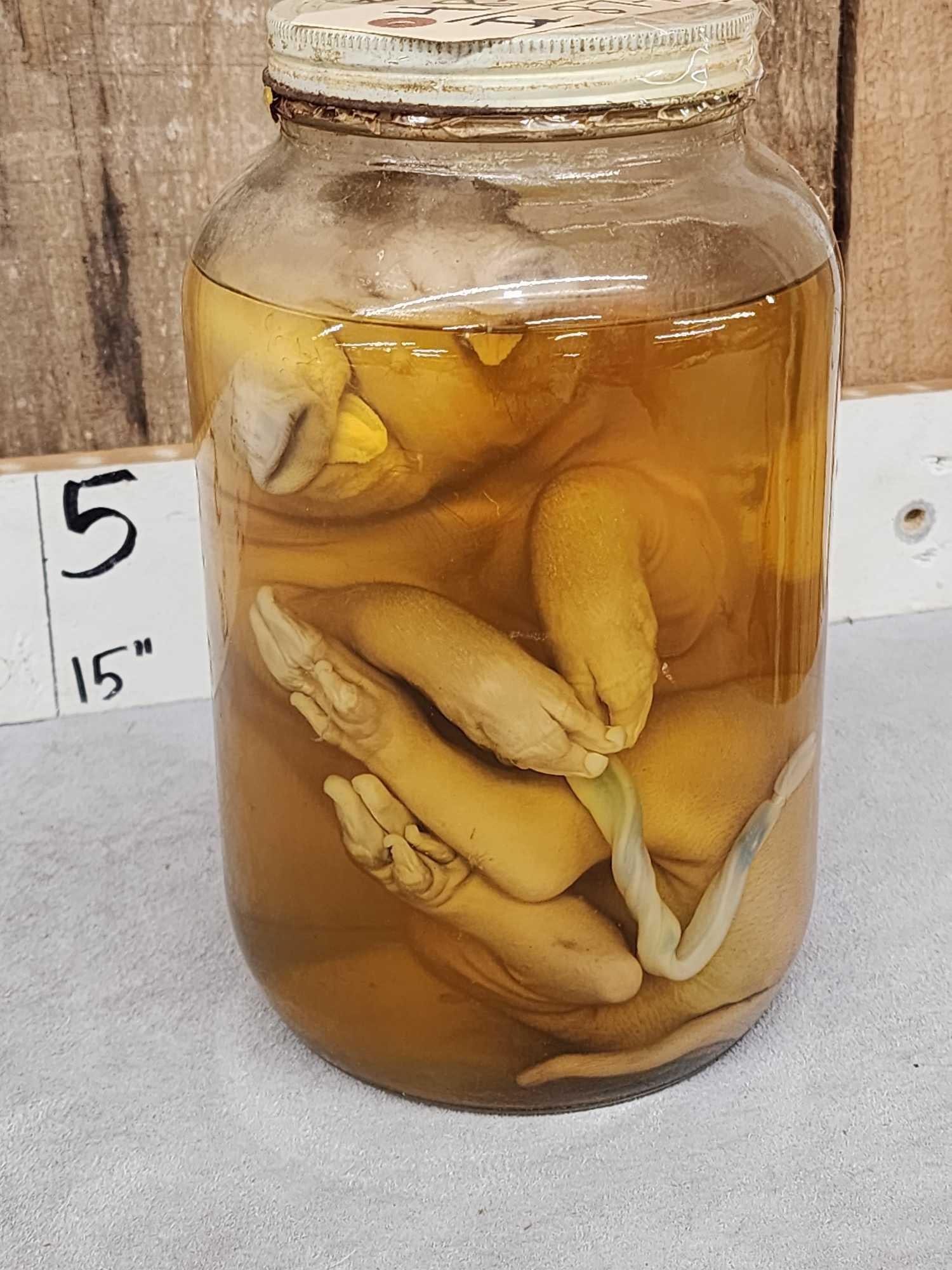 Vintage Wet Specimen 2 Face Piglet (1 of 9)