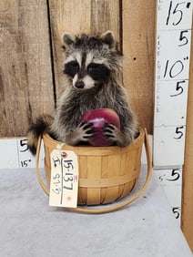 Raccoon Raiding An Apple Basket Taxidermy