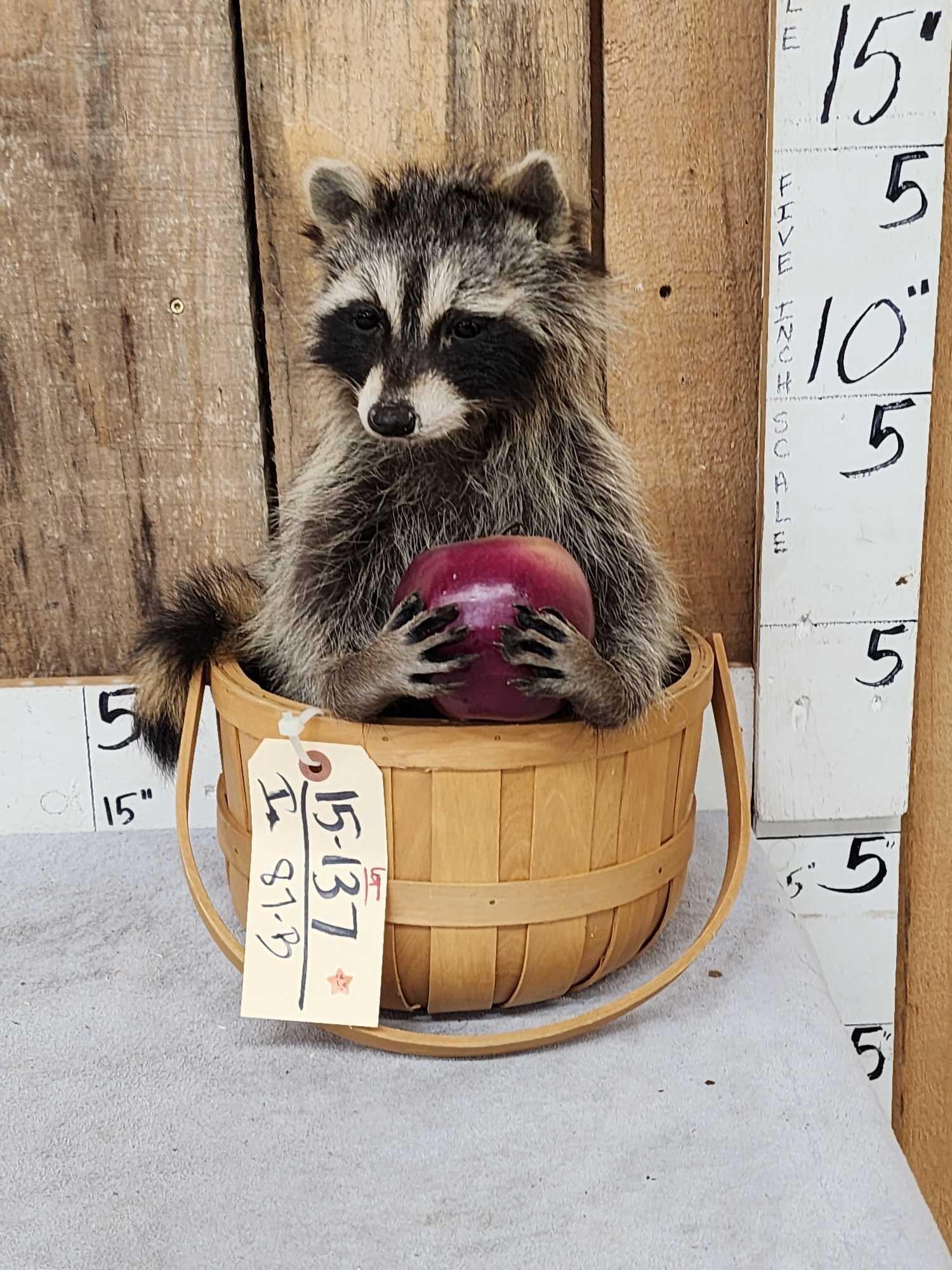Raccoon Raiding An Apple Basket Taxidermy (1 of 4)