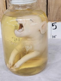 Vintage Wet Specimen Deformed Piglet