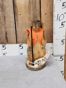 Hunting Squirrel Taxidermy Mount
