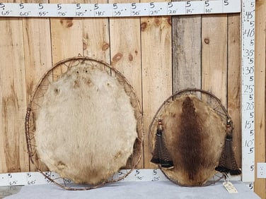 2 Beaver Hoops Taxidermy