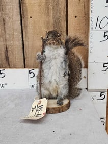 Backpacking Squirrel Taxidermy