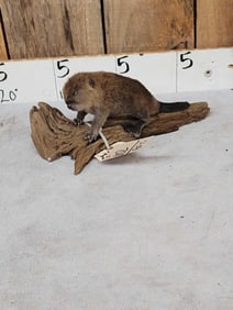 Baby Beaver Full Body Taxidermy Mount