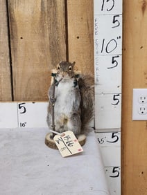 Backpacking Squirrel Full Body Taxidermy Mount