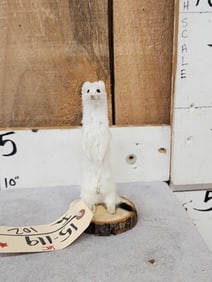 White Weasel Taxidermy Mount