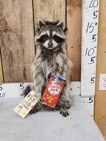 Raccoon Eating Cracker Jacks Taxidermy
