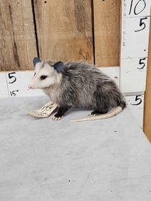 Baby Opossum Taxidermy Mount