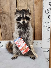 Raccoon Eating Cracker Jacks Taxidermy