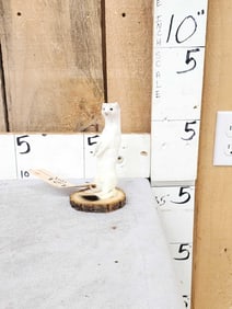 White Weasel Taxidermy Mount