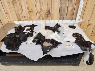 3 Tanned Goat Skins Taxidermy