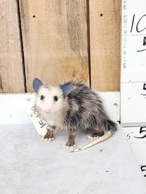 Baby Opossum Full Body Taxidermy Mount