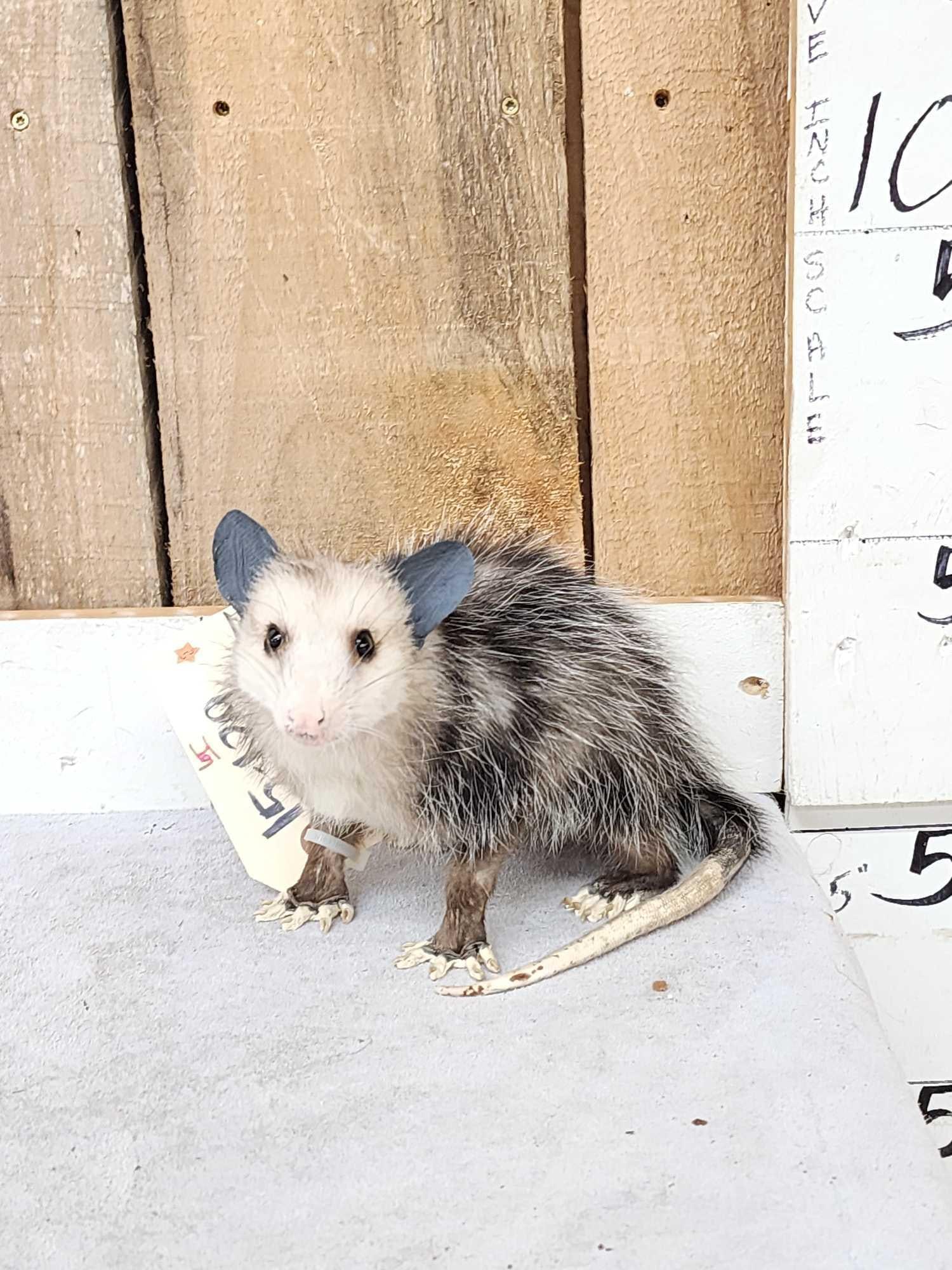 Baby Opossum Full Body Taxidermy Mount: 15.129 Brand new mount