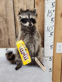 Raccoon Eating Candy Taxidermy