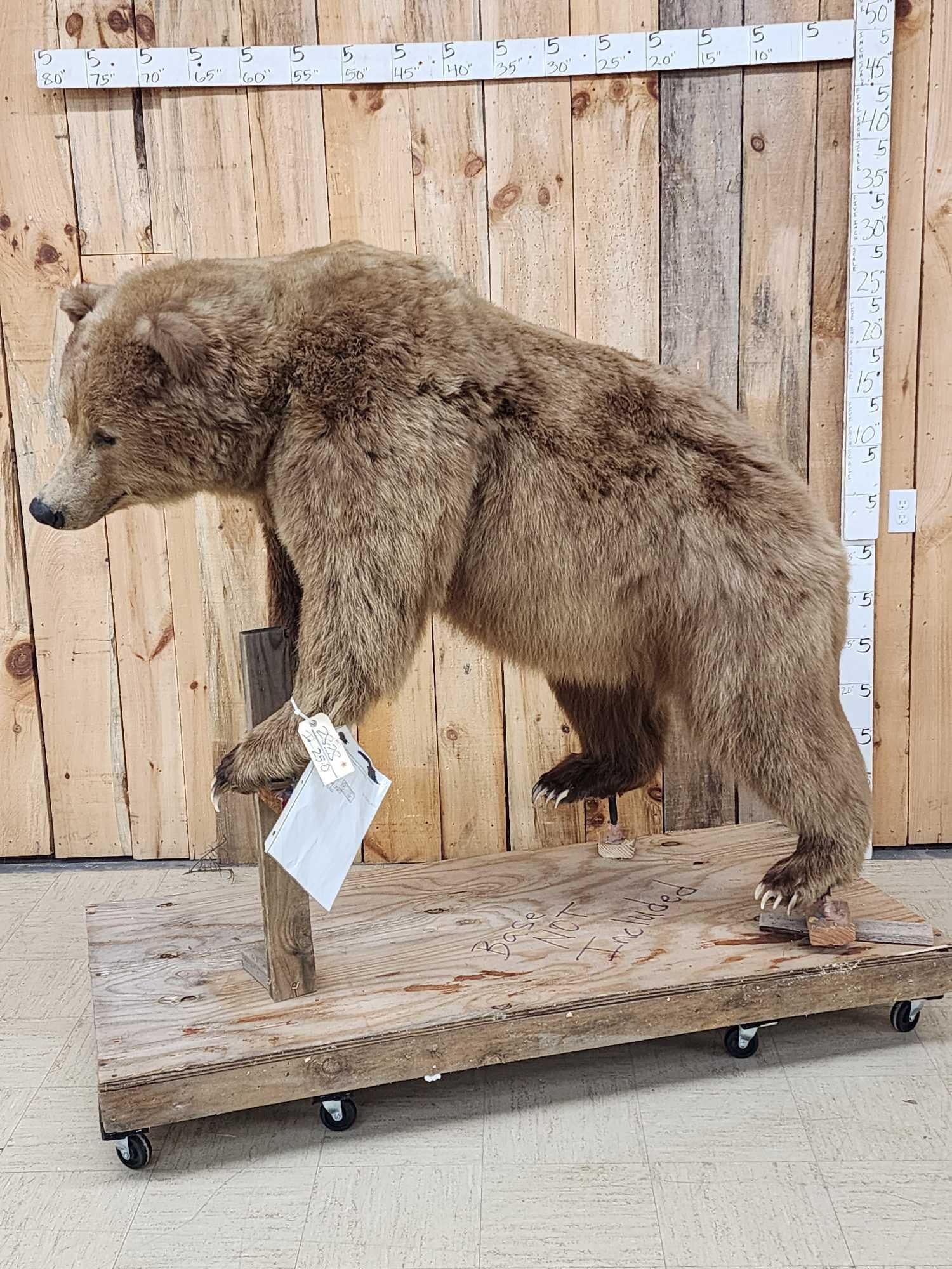 Alaskan Grizzly Bear Full Body Taxidermy Mount (1 of 10)