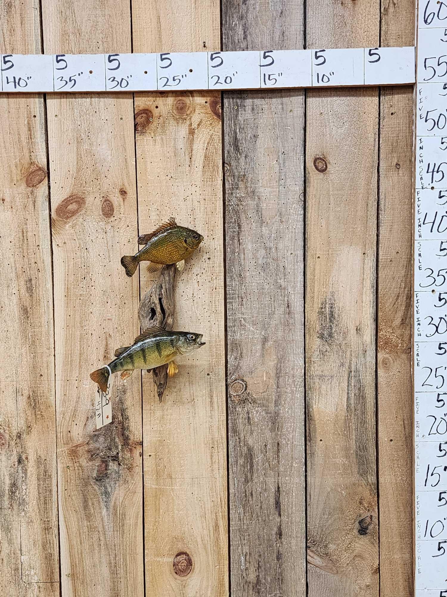 Pumpkin Seed & Ring Perch Real Skin Fish Taxidermy (1 of 4)